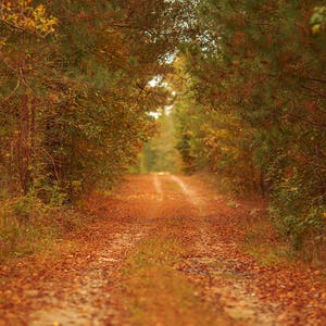 Digital backdrop, Fall Digital Backdrop, Autumn Digital Background, Trail, Dreamy Backdrop, Forest, Leaves, Photoshop, PSE -Instant Download