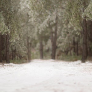 Winter snowy backdrop, Snow Digital Backdrop,  Digital Background, Forest, Paths, Creamy, Dreamy Backdrop, Photoshop, PSE -Instant Download