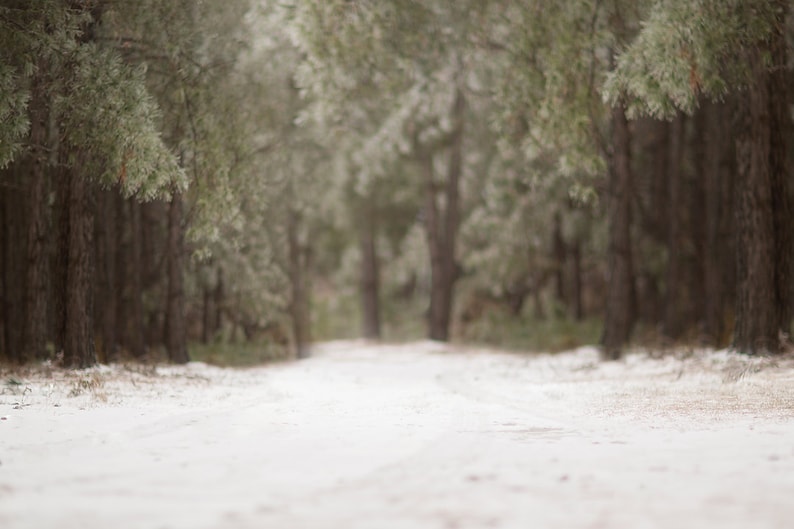 Winter snowy backdrop, Snow Digital Backdrop, Digital Background, Forest, Paths, Creamy, Dreamy Backdrop, Photoshop, PSE Instant Download image 1