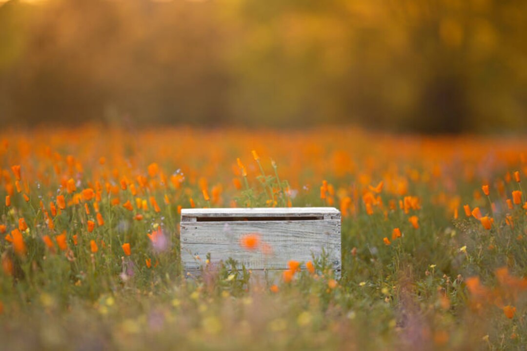 Spring Backdrop, Summer Digital Backdrop, Digital Background, Flower ...