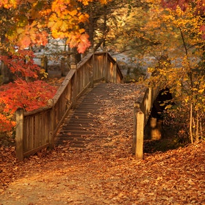 Fall Digital backdrop,  Digital Backdrop,  Digital Background, Autumn trails, Leaves, Fall Dreamy Backdrop, Photoshop, PSE -Instant Download
