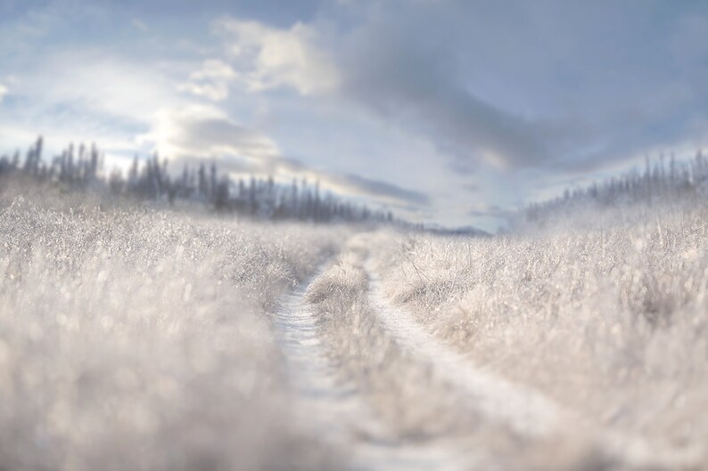 Snowy Winter Digital Backdrop Winterdigital Backdrop Digital Etsy