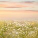 Spring Backdrop, Summer Digital Backdrop, Spring Digital Background ...