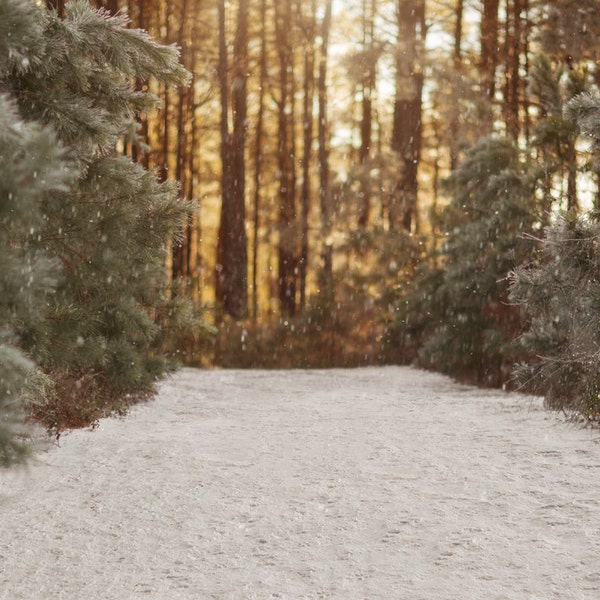 Winter snowy backdrop, Snow Digital Backdrop,  Digital Background, Forest, Paths, Creamy, Dreamy Backdrop, Photoshop, PSE -Instant Download