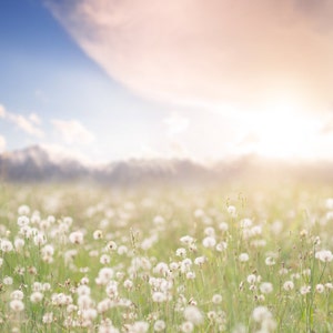 Spring backdrop, Summer Digital Backdrop, Spring Digital Background, Flower Field, Creamy, Dreamy Backdrop, Photoshop, PSE -Instant Download