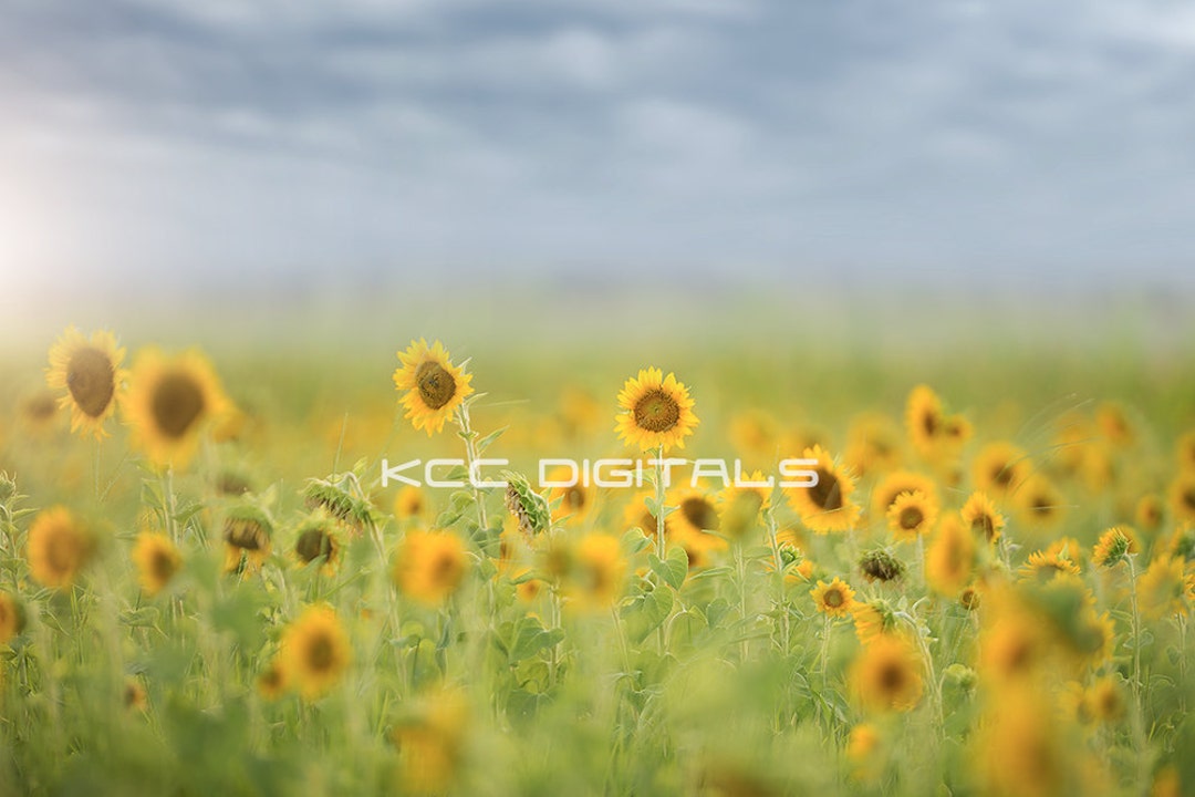 Spring Backdrop, Summer Digital Backdrop, Digital Background, Flower ...