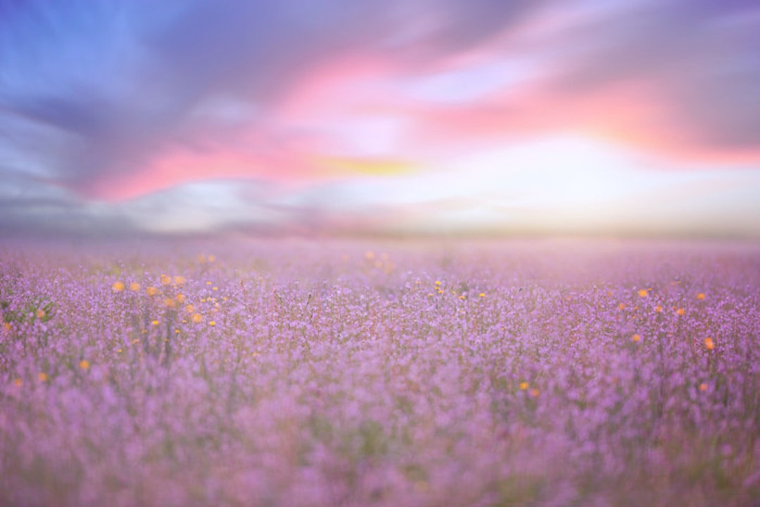 Spring Backdrop, Summer Digital Backdrop, Digital Background, Flower ...