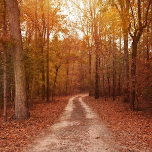 Digital backdrop, Fall Digital Backdrop, Autumn Digital Background, Trail, Dreamy Backdrop, Forest, Leaves, Photoshop, PSE -Instant Download