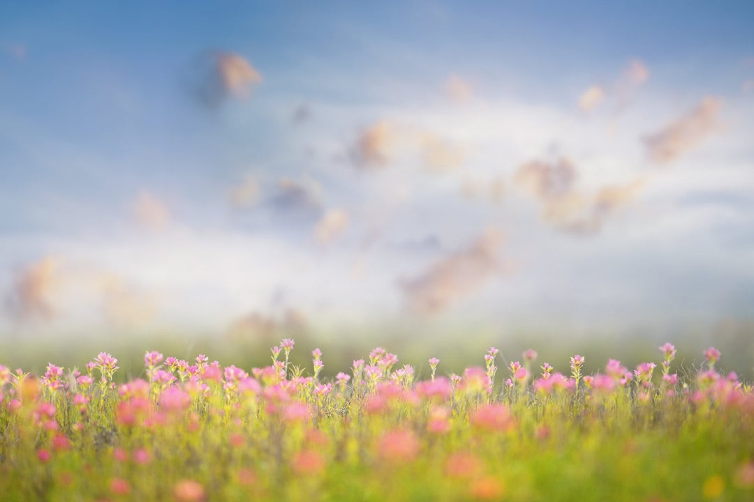 Spring Backdrop Summer Digital Backdrop Castle Digital | Etsy