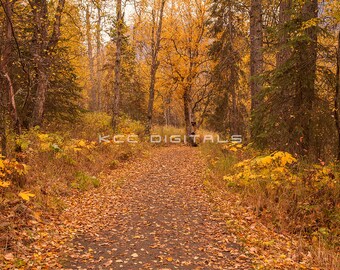 Telón de fondo de otoño, telón de fondo digital de otoño, fondo digital de senderos de otoño, hojas, cremoso, telón de fondo de ensueño, Photoshop, PSE -Descarga instantánea