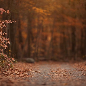 Fall backdrop, Winter Digital Backdrop, Digital Background,  Autumn Trails Background, Creamy  Backdrop, Photoshop, PSE - Instant Download