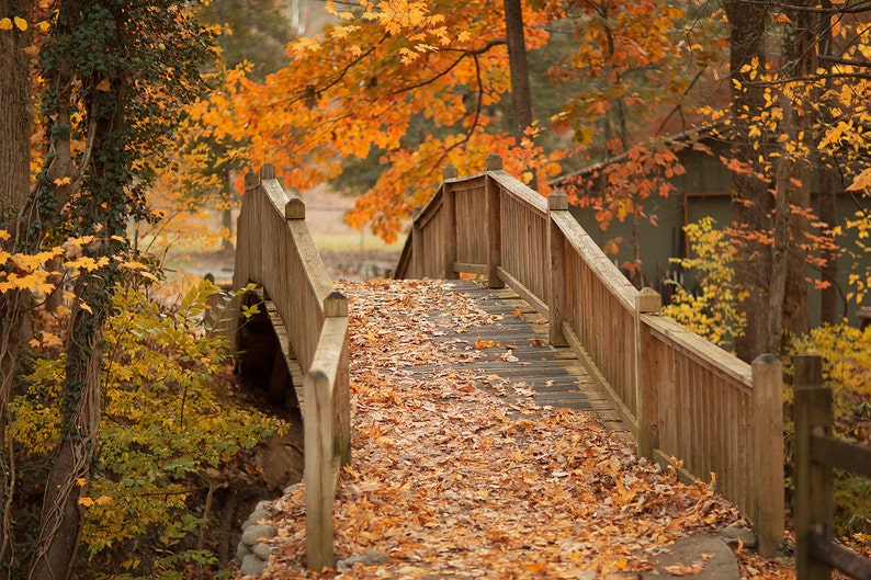 Bridge backdrop, Autumn Digital Backdrop, Fall Digital Background,paths, Leaves, Creamy, Dreamy Backdrop, Photoshop, PSE Instant Download image 1