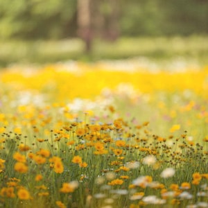 Digital backdrop, Summer Digital Backdrop, Spring Digital Background, Flower Field, Sunset Dreamy Backdrop, Photoshop, PSE -Instant Download
