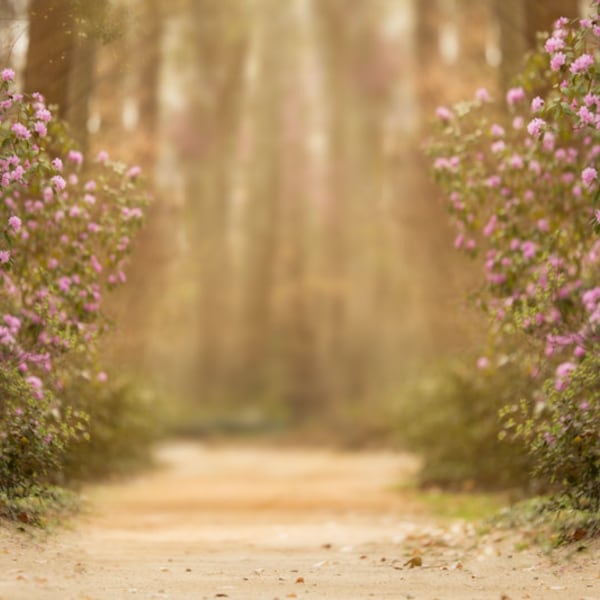 Spring backdrop, Summer Digital Backdrop, Digital Background, Flower Fields, Trails, Creamy Backdrop, Photoshop, PSE - Instant Download