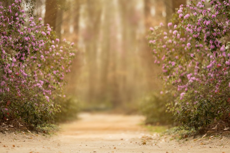 Spring backdrop, Summer Digital Backdrop, Digital Background, Flower Fields, Trails, Creamy Backdrop, Photoshop, PSE Instant Download image 1