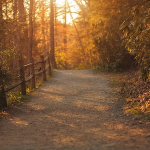 Digital backdrop, Fall Digital Backdrop, Autumn Digital Background, Trails, Dreamy Backdrop, Photoshop, PSE -Instant Download