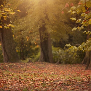 Digital backdrop, Fall Digital Backdrop, Autumn Digital Background, Trail, Dreamy Backdrop, Forest, Leaves, Photoshop, PSE -Instant Download
