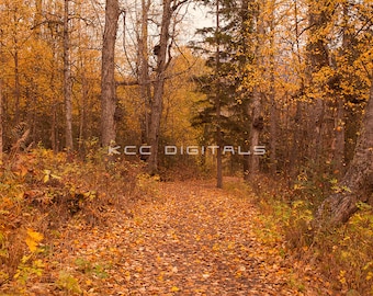 Telón de fondo de otoño, telón de fondo digital de otoño, fondo digital de senderos de otoño, hojas, cremoso, telón de fondo de ensueño, Photoshop, PSE -Descarga instantánea