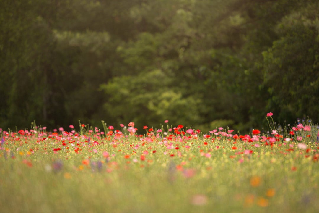 Spring Backdrop, Summer Digital Backdrop, Digital Background, Flower ...