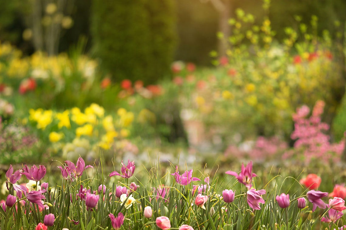 Spring Backdrop Summer Digital Backdrop Digital Background | Etsy