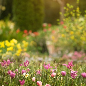 Spring backdrop, Summer Digital Backdrop, Digital Background, Flower Fields, Colorful, Creamy Backdrop, Photoshop, PSE - Instant Download