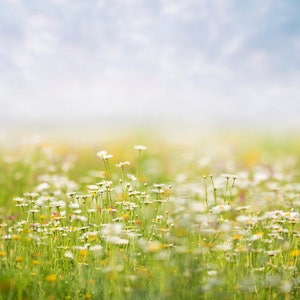 Digital backdrop, Summer Digital Backdrop, Spring Digital Background, Flower field, Light, Dreamy Backdrop, Photoshop, PSE-Instant Download