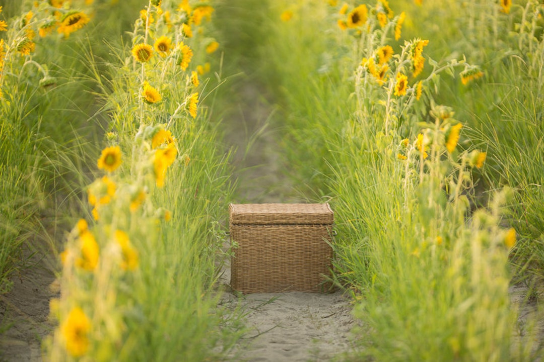 Spring Backdrop Summer Digital Backdrop Digital Background - Etsy