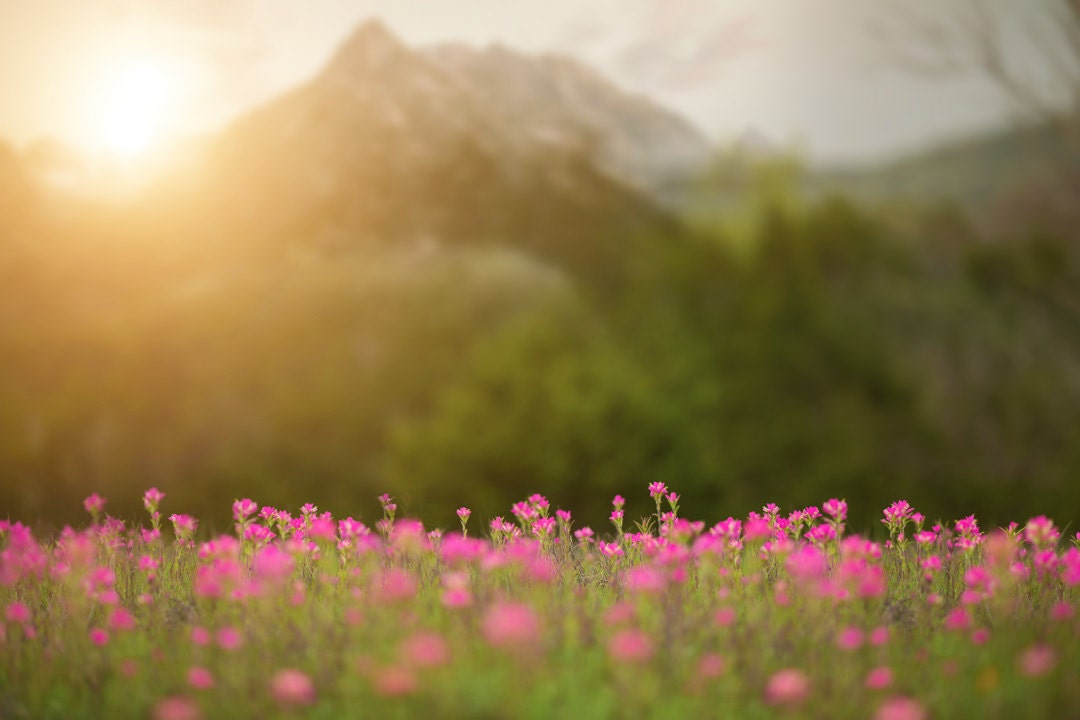 Spring Backdrop, Summer Digital Backdrop, Digital Background, Flower ...