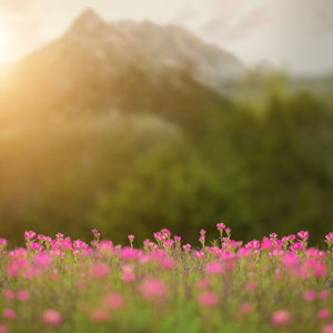 Spring backdrop, Summer Digital Backdrop,  Digital Background, Flower Field, Mountains, Dreamy Backdrop, Photoshop, PSE -Instant Download