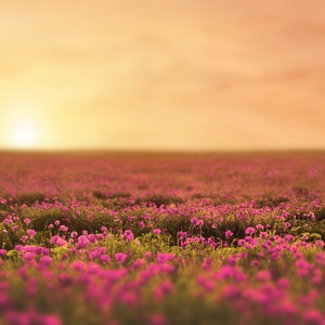 Spring backdrop, Summer Digital Backdrop, Spring Digital Background, Flower Field, Creamy, Dreamy Backdrop, Photoshop, PSE -Instant Download