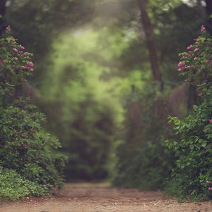 Spring backdrop, Summer Digital Backdrop, Digital Background, Flower path, Dreamy, Dreamy Backdrop, Photoshop, PSE Instant Download image 2