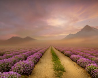 Fondo digital de Photoshop - Senderos de flores