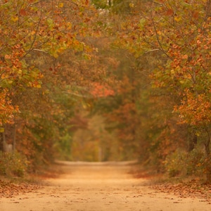 Fall backdrop, Autumn Digital Backdrop, Fall Trails Digital Background, Field, Creamy, Dreamy Backdrop, Photoshop, PSE -Instant Download