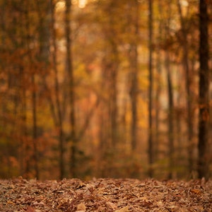 Fall Digital backdrop,  Digital Backdrop,  Digital Background, Autumn trails, Leaves, Fall Dreamy Backdrop, Photoshop, PSE -Instant Download