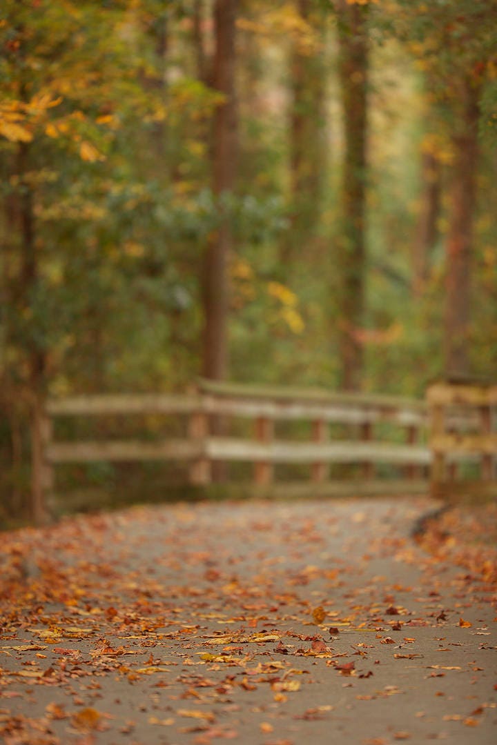 Fall Loop Background Fall Digital Backdrop, Digital Backdrop, Digital Background, Autumn ...