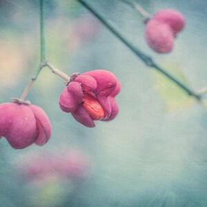 Fotografía de flores rosas sobre fondo azul pálido.