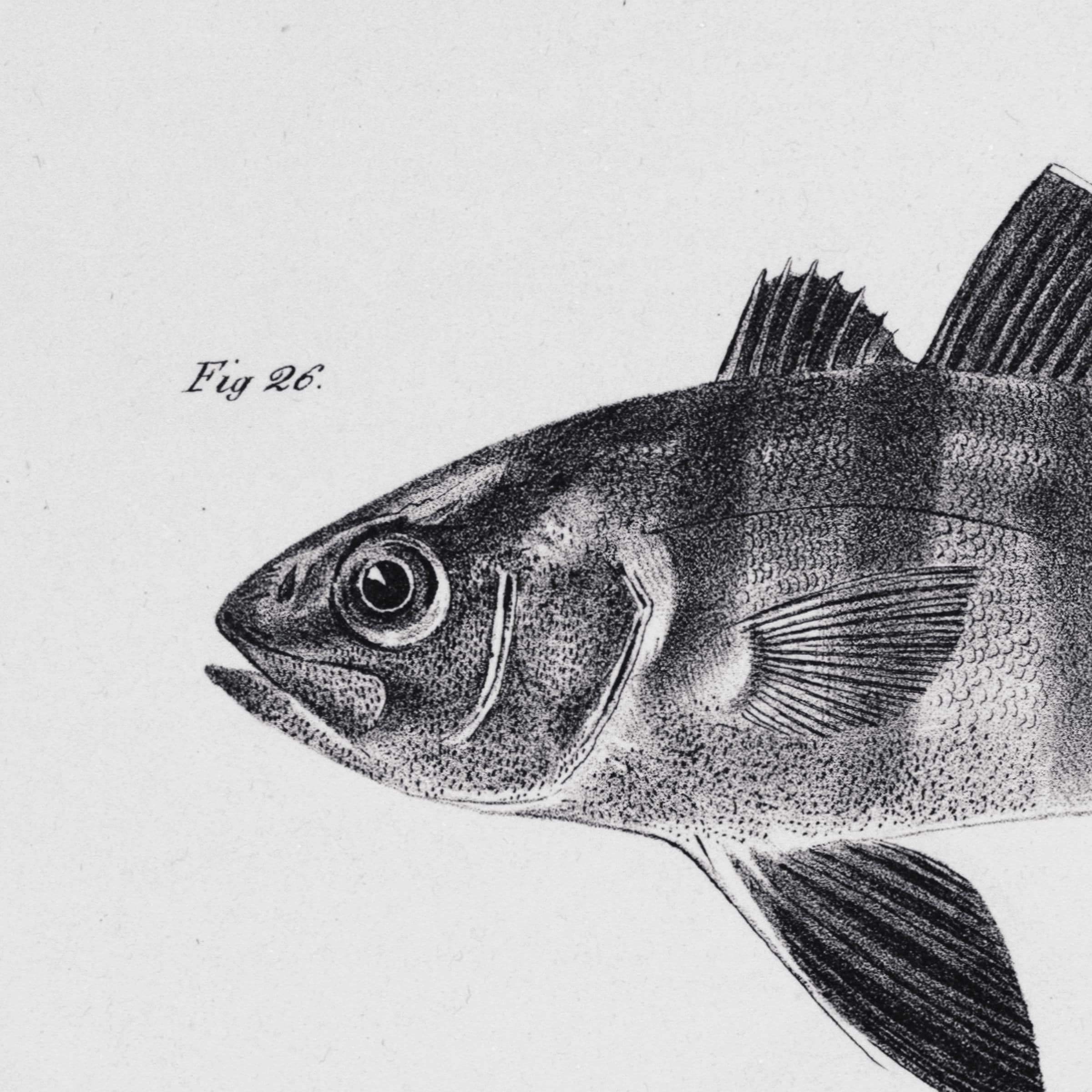 Vintage Fish Illustration Minimalist Fish Poster Etsy
