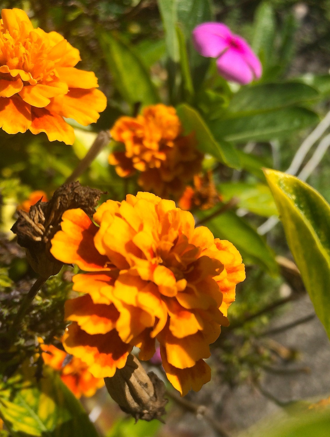 French Marigold Flowers Edible Bulk Organic Non GMO 1000 Etsy