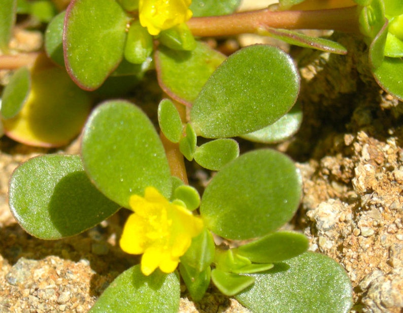 proprietà di purslane per perdere peso