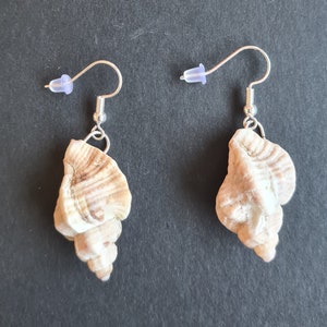 Peut inclure: Une paire de boucles d'oreilles en argent avec un motif de coquillage. Les coquillages sont de couleur brun clair avec des rayures blanches.