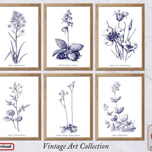 Antique Botanical Illustration Set of 6 Vintage Prints Downloadble Art