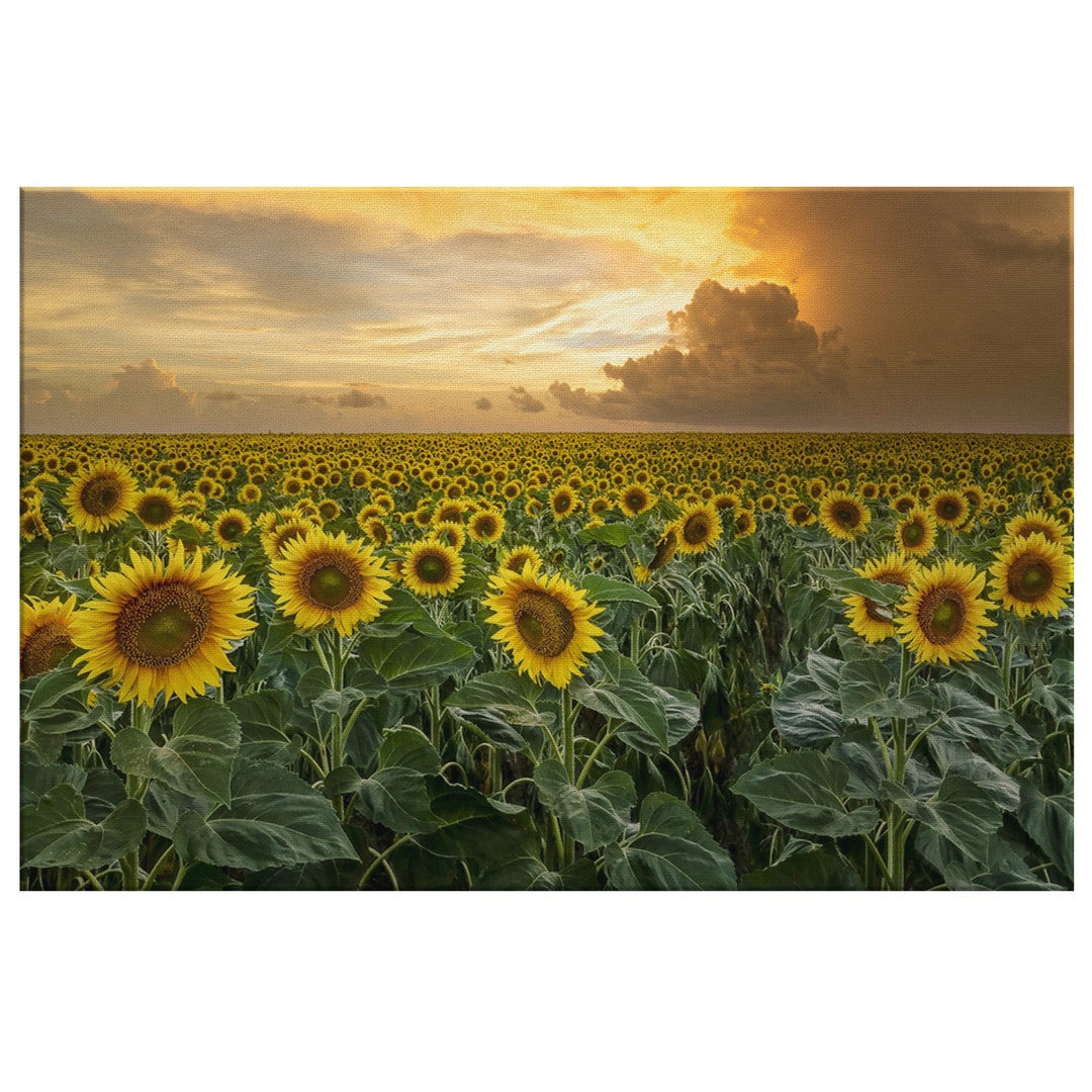 Sunflower Sunset Large Canvas Wall Art Floral Housewarming Gift Large