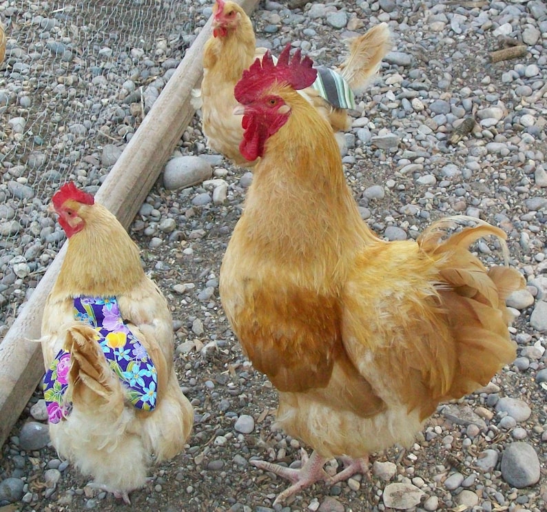 1 SUPER WIDE /& LONG COVERAGE Chicken Saddle Apron Hen CHICKEN BACKYARD POULTRY