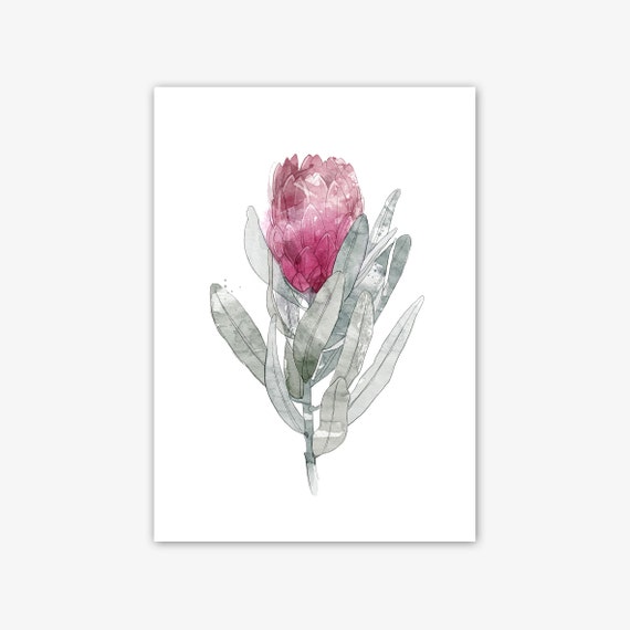 Watercolor protea flower fine art print, pink flower print