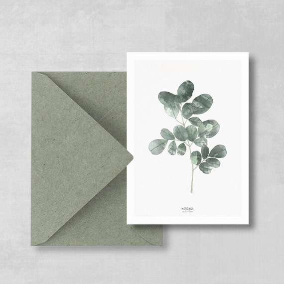 Postcard Moringa branch set of 2, botanical postcard