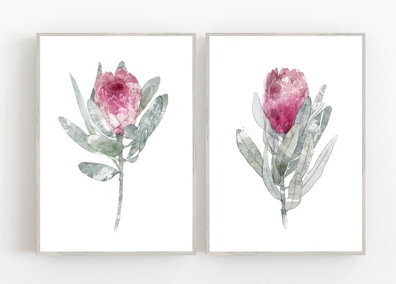 Set of 2 protea flower prints, botanical prints, watercolor pink flower print