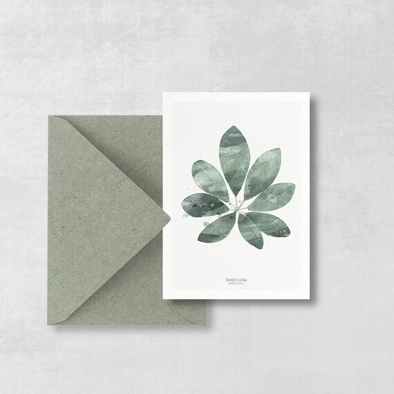 Postcard Schefflera sheet set of 2, botanical postcard