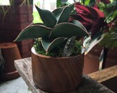 Sansevieria Dwarf Samurai in Wooden Pot with Crystal Sansevieria ehrenbergii Rare Succulent Cactus Snake Plant Houseplant