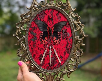 Inramad fjäril, röd fjäril, riktig fjäril, inramad nattfjäril, kuriosapresent, unik väggkonst