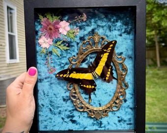 Framed butterfly, king swallowtail, vintage style wall art, real butterfly, real moth, oddity gift, jewel tone decor
